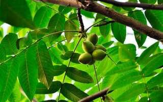 Выращивание маньчжурского ореха