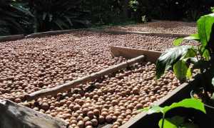 Как надпиливают орех макадамия на производстве