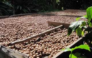 Как надпиливают орех макадамия на производстве