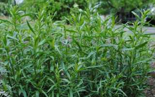 Эстрагон – вкусная и полезная трава