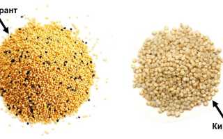 Как принимать семена Амаранта, их польза и вред: интересная информация
