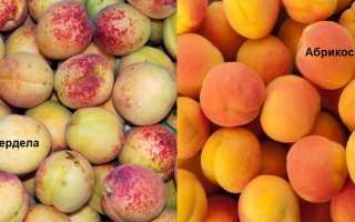 Фрукты жердела и абрикос: в чем разница между ними?
