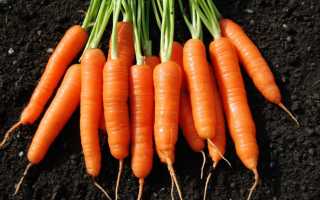 Какие витамины в моркови полезны человеку?