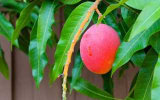 Какие витамины есть в манго: полный обзор “заморского” фрукта!